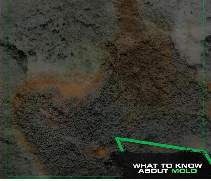 What to know about mold poster